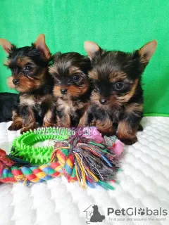 Photo №4. I will sell yorkshire terrier in the city of Tbilisi. private announcement - price - negotiated