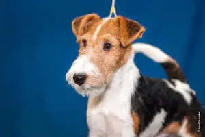 Photo №3. Fox terrier. Russian Federation