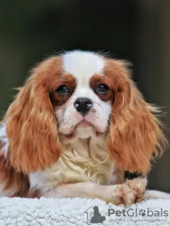 Photo №2 to announcement № 43377 for the sale of cavalier king charles spaniel - buy in United States private announcement