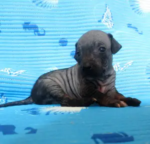 Additional photos: Puppies of the American naked terrier