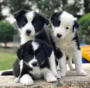 Photo №1. border collie - for sale in the city of Warsaw | 423$ | Announcement № 124418