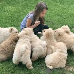 Photo №1. chow chow - for sale in the city of Toulouse | 473$ | Announcement № 13103