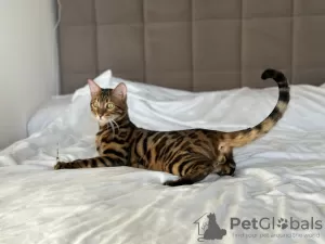 Additional photos: Gorgeous Bengal boy for breeding