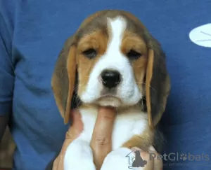 Photo №4. I will sell beagle in the city of Bremen. private announcement - price - 450$