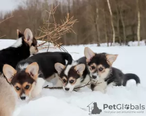 Additional photos: Pembroke Welsh Corgi Puppies