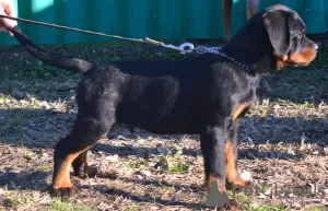 Photo №4. I will sell rottweiler in the city of Werbass.  - price - negotiated