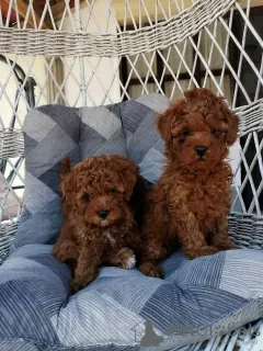 Additional photos: Red miniature poodle puppies