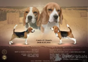 Additional photos: Beagle female for sale