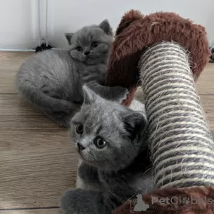 Photo №2 to announcement № 114825 for the sale of british shorthair - buy in Poland breeder