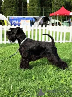 Additional photos: Miniature Schnauzer puppies