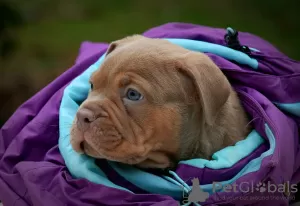 Photo №3. American bully puppies. Russian Federation