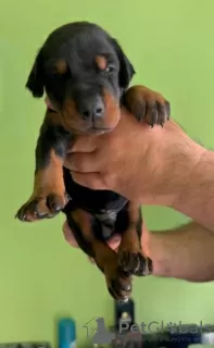 Additional photos: Doberman puppies for sale