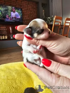 Photo №4. I will sell chihuahua in the city of Świecie. breeder - price - 1268$