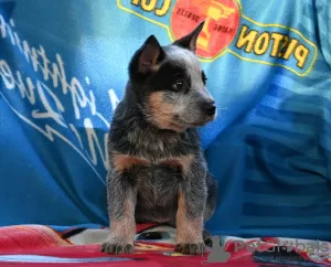 Additional photos: Australian Cattle Dog puppies