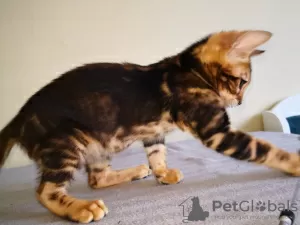 Additional photos: Bengal kittens