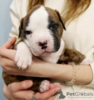 Additional photos: American Bulldog puppies for sale