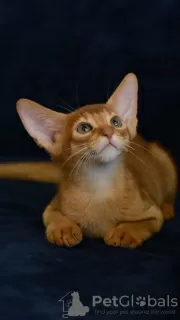 Additional photos: Abyssinian kittens