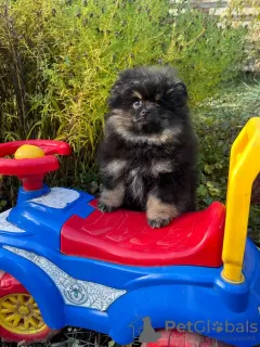 Photo №2 to announcement № 80642 for the sale of pomeranian - buy in United States private announcement, breeder