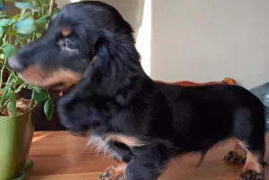 Additional photos: Long-haired dachshund puppies