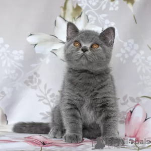 Photo №2 to announcement № 12128 for the sale of british shorthair - buy in Russian Federation from nursery