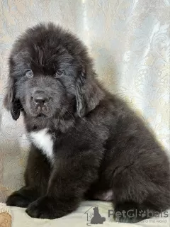 Photo №1. newfoundland dog - for sale in the city of Saratov | 911$ | Announcement № 90733