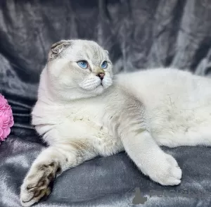 Photo №2 to announcement № 10476 for the sale of scottish fold - buy in Ukraine from nursery, breeder