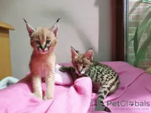 Additional photos: serval , savannah and caracal kittens available for loving homes