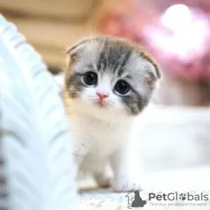 Photo №1. scottish fold - for sale in the city of Berlin | 317$ | Announcement № 110823