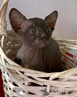 Additional photos: Kittens of the Canadian Sphynx