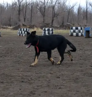 Photo №1. german shepherd - for sale in the city of Novotroitsk | 547$ | Announcement № 3926