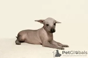 Additional photos: Mexican naked girls puppies - xoloitzcuintli