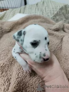 Additional photos: Stunning Dalmatian Puppies black or liver spots