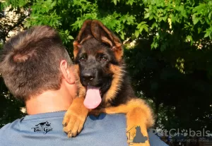 Photo №4. I will sell german shepherd in the city of Kharkov. from nursery, breeder - price - 700$