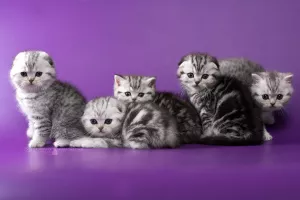 Photo №3. Scottish silver tabby kittens. Belarus