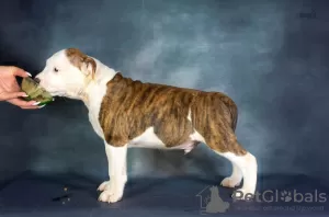 Additional photos: American Siffordshire Terrier puppies