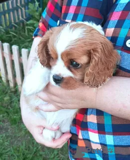 Photo №3. Puppy Cavalier King Charles Spaniel girl. Russian Federation