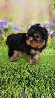 Photo №2 to announcement № 129650 for the sale of yorkshire terrier - buy in Finland breeder