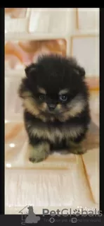 Additional photos: Pomeranian puppies for sale