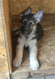 Additional photos: East European Shepherd, Puppies