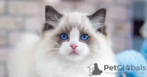 Photo №3. Blue Eyes Ragdoll Kittens Available For Rehoming. Estonia