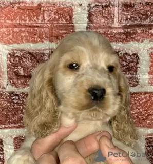 Photo №3. English cocker spaniel puppies. Russian Federation