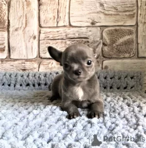 Additional photos: Puppy for sale chihuahua blue and white