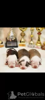 Additional photos: American Staffordshire Terrier puppies