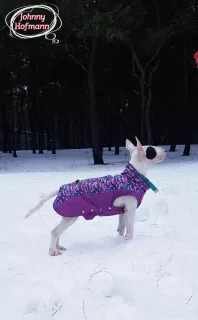 Additional photos: Standard bull terrier. Puppies