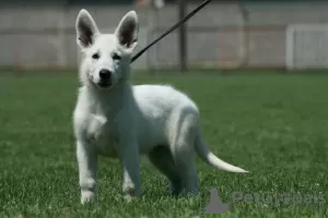 Additional photos: White Swiss Shepherd puppies