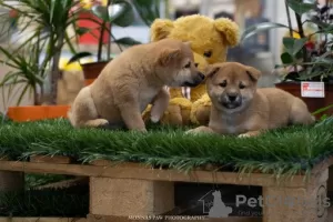 Photo №2 to announcement № 82743 for the sale of shiba inu - buy in Serbia 