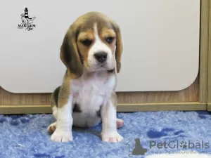 Photo №1. beagle - for sale in the city of Приморск | 500$ | Announcement № 13267