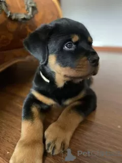 Additional photos: Purebred Rottweiler puppies