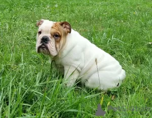 Photo №3. English bulldog. Ukraine