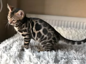 Additional photos: Bengal girl in breeding